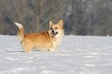 CORGI PEMBROKE 914